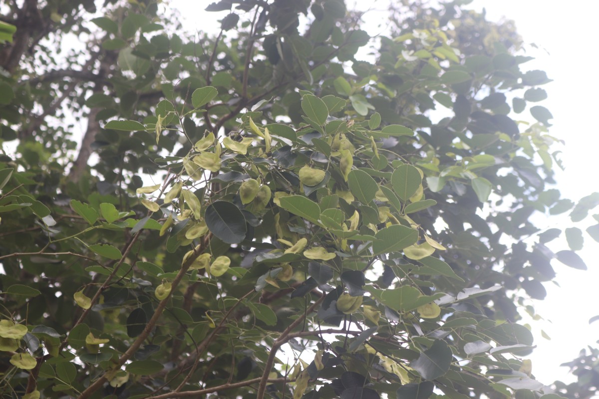 Pterocarpus santalinus L.f.